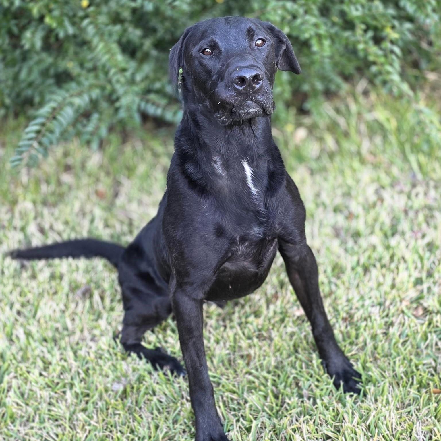 Hugo