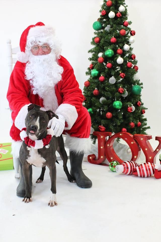 An adult medium-sized female Brown / Chocolate Pit Bull Terrier dog named Maya for adoption in Houston, TX