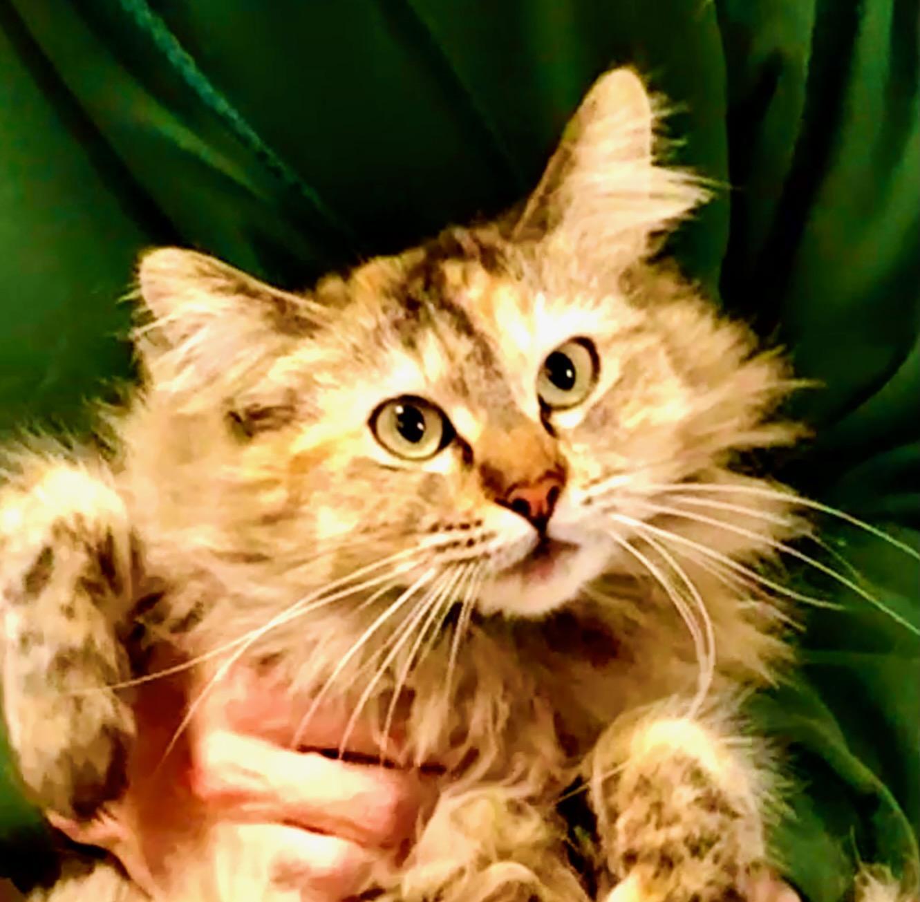 Crunch Berry photo 1