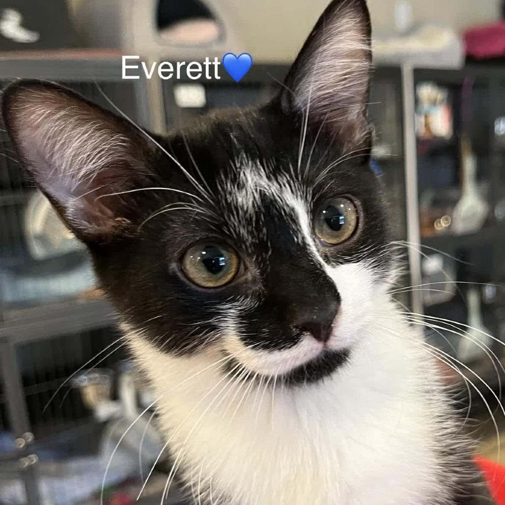 A baby small-sized male Black Domestic Short Hair cat named Everett for adoption in Peachtree City, GA