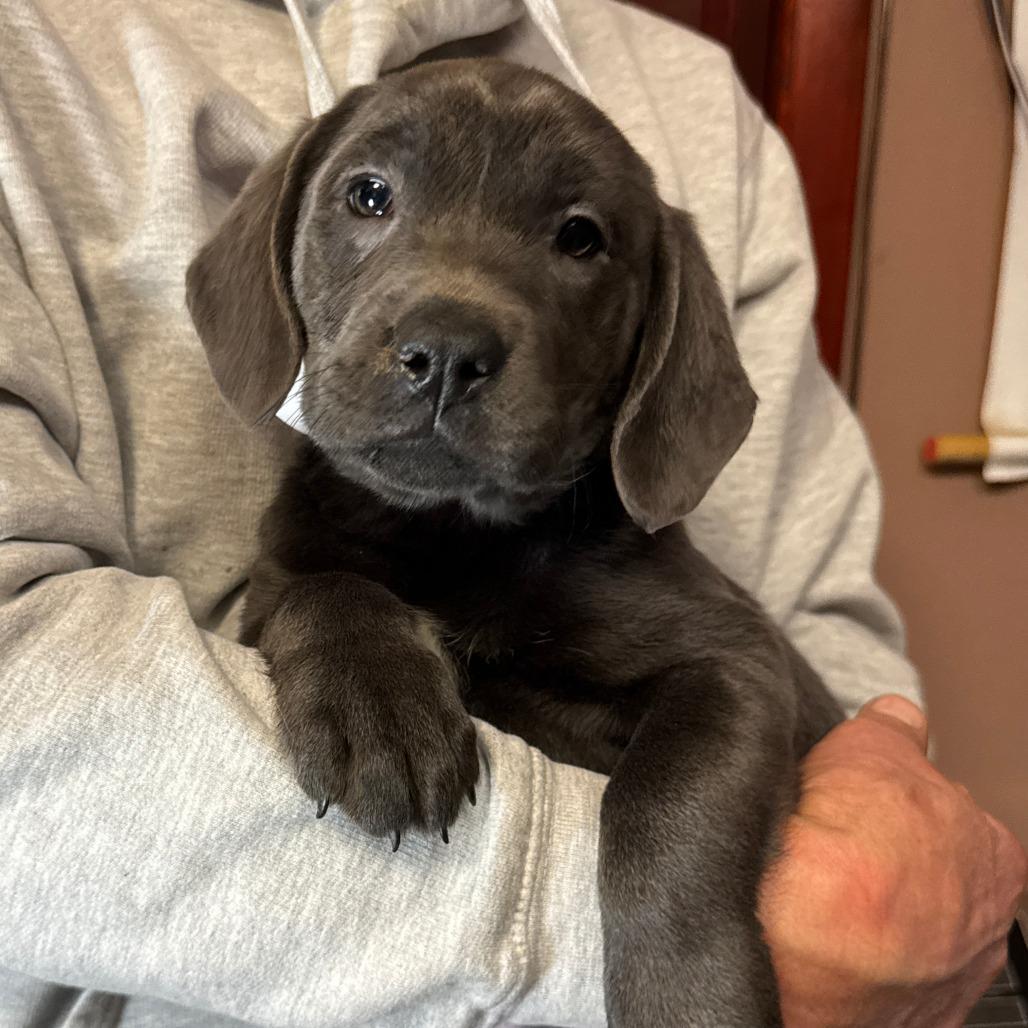 A baby large-sized female Gray / Blue / Silver Labrador Retriever dog named Ny Camille Rose Avail for adoption in Eastford, CT