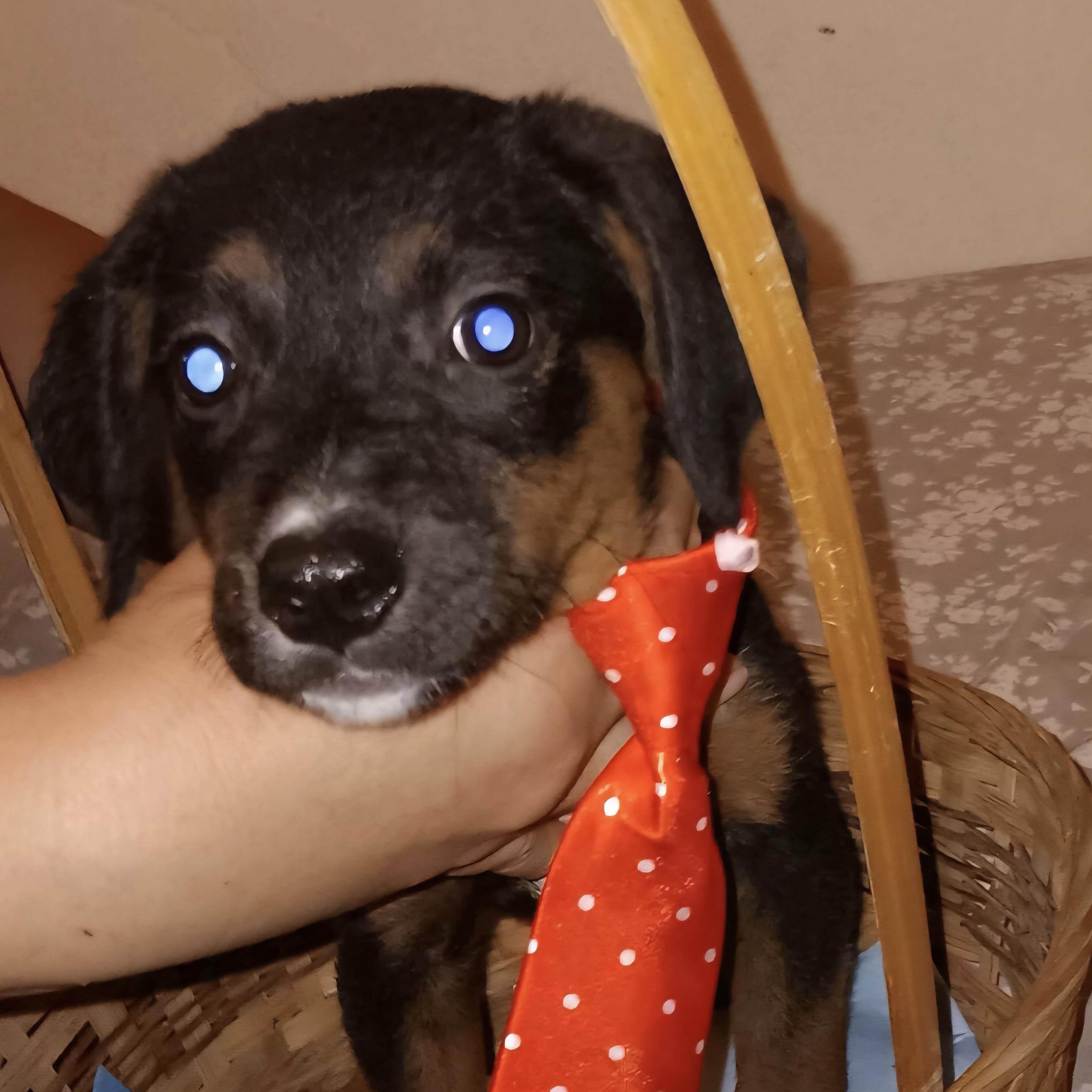 Sugar Plum "your Sweetest