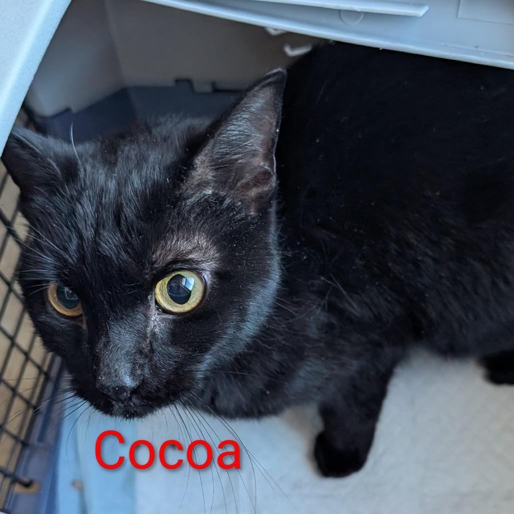 Cocoa