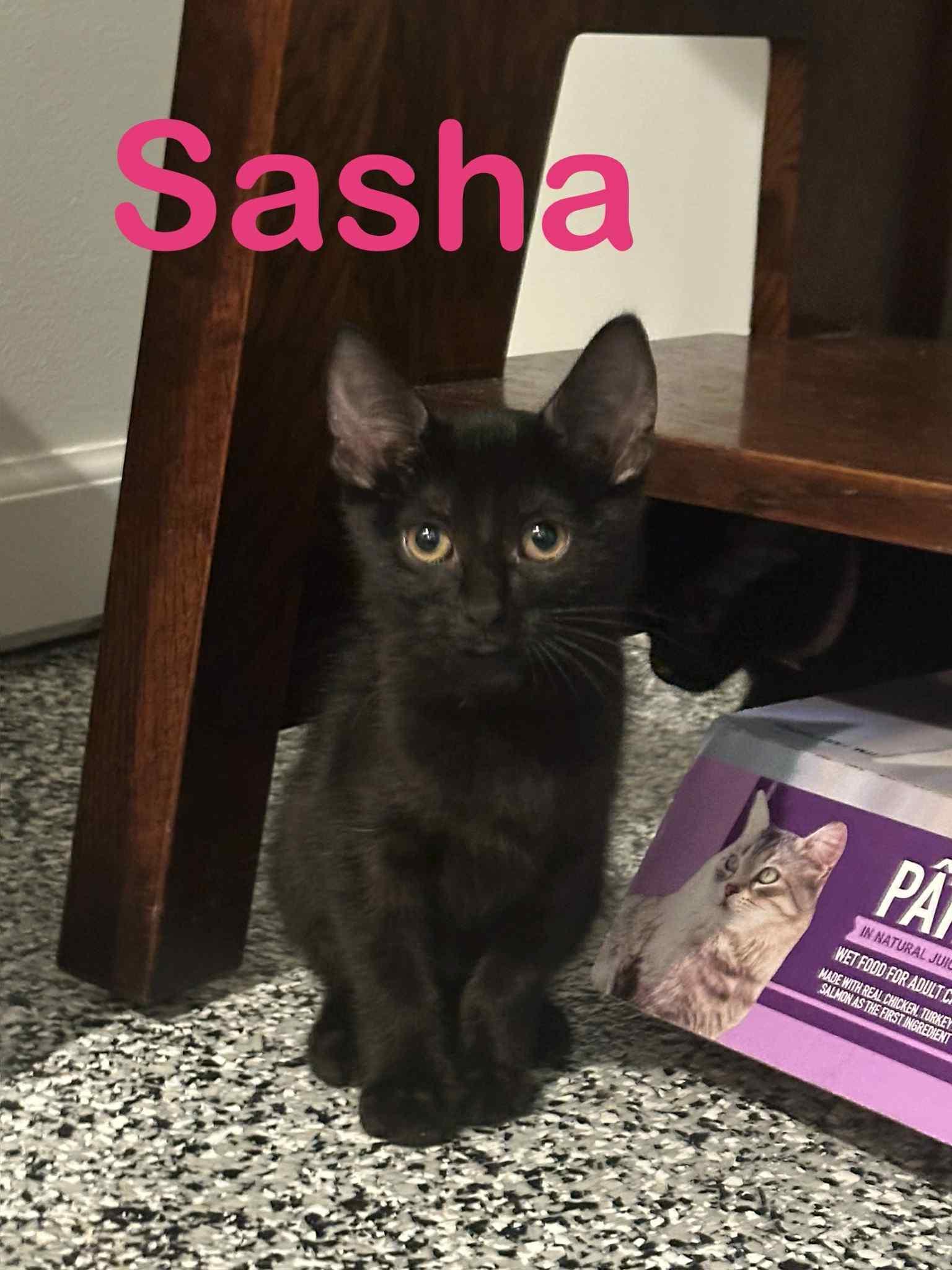 Sasha