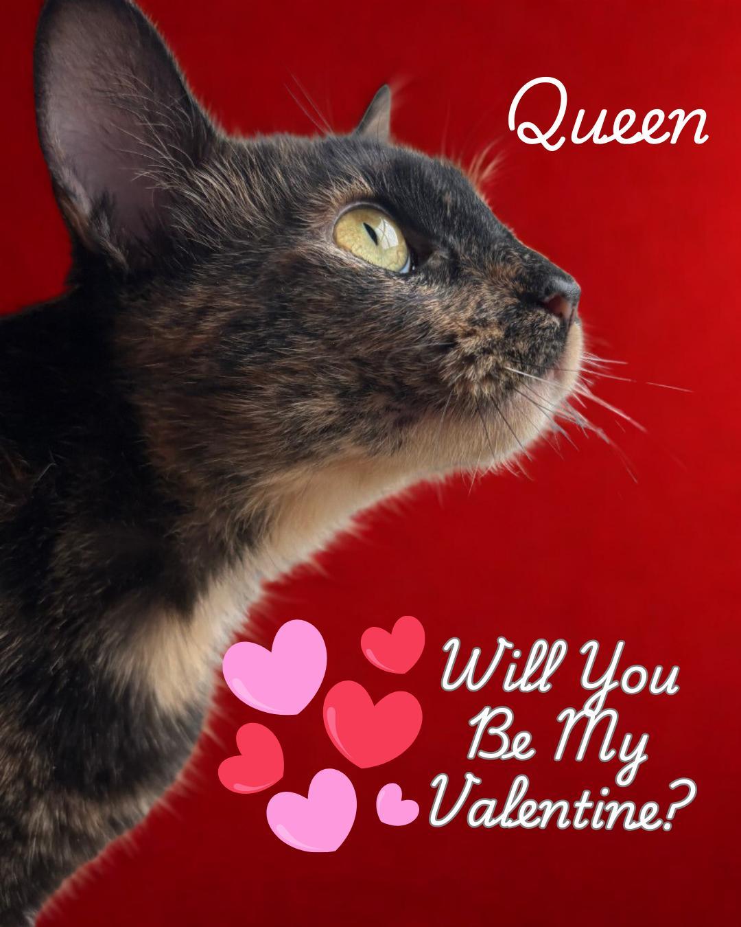 Queena Gentle Soul Ready