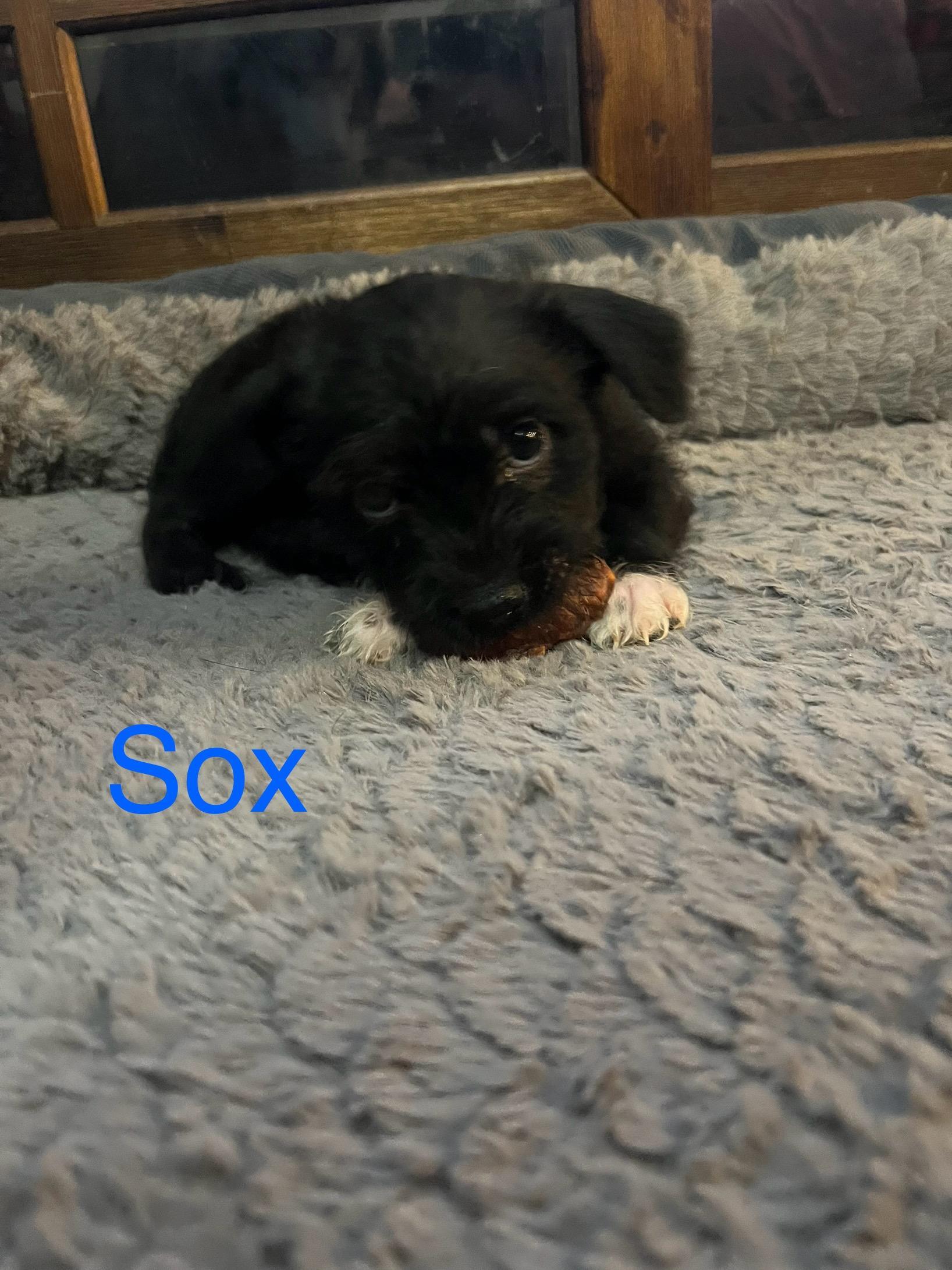 Sox