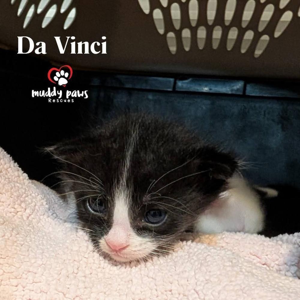 Brushstrokes Litter: