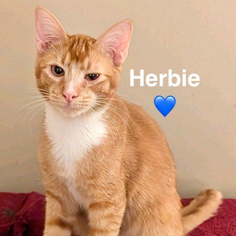 A young small-sized male Orange / Red Domestic Medium Hair cat named Herbie for adoption in Peachtree City, GA