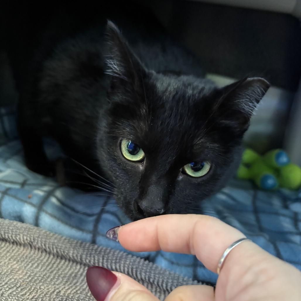 An adult medium-sized female Black Domestic Short Hair cat named Johanna Snow for adoption in Grand Rapids, MI