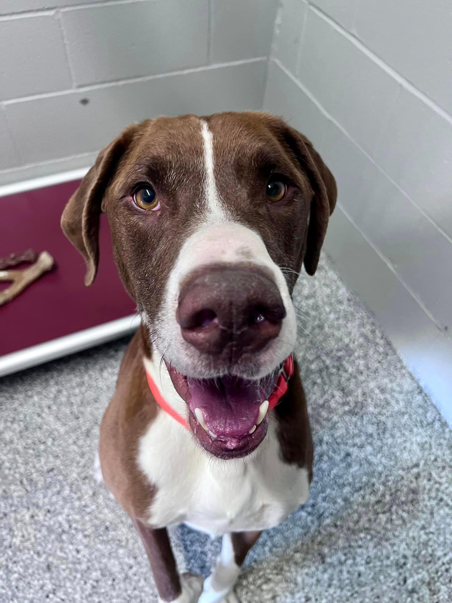 An adult large-sized male Brown / Chocolate Great Dane dog named Soos for adoption in Whitestown, IN