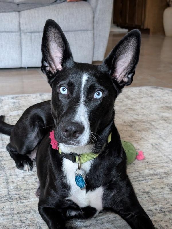 An adult medium-sized female Bicolor Border Collie dog named Onyx for adoption in Scottsburg, IN