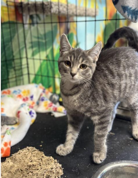 A baby medium-sized female Tabby (Gray / Blue / Silver) Domestic Short Hair cat named Peekaboo for adoption in Chicago, IL