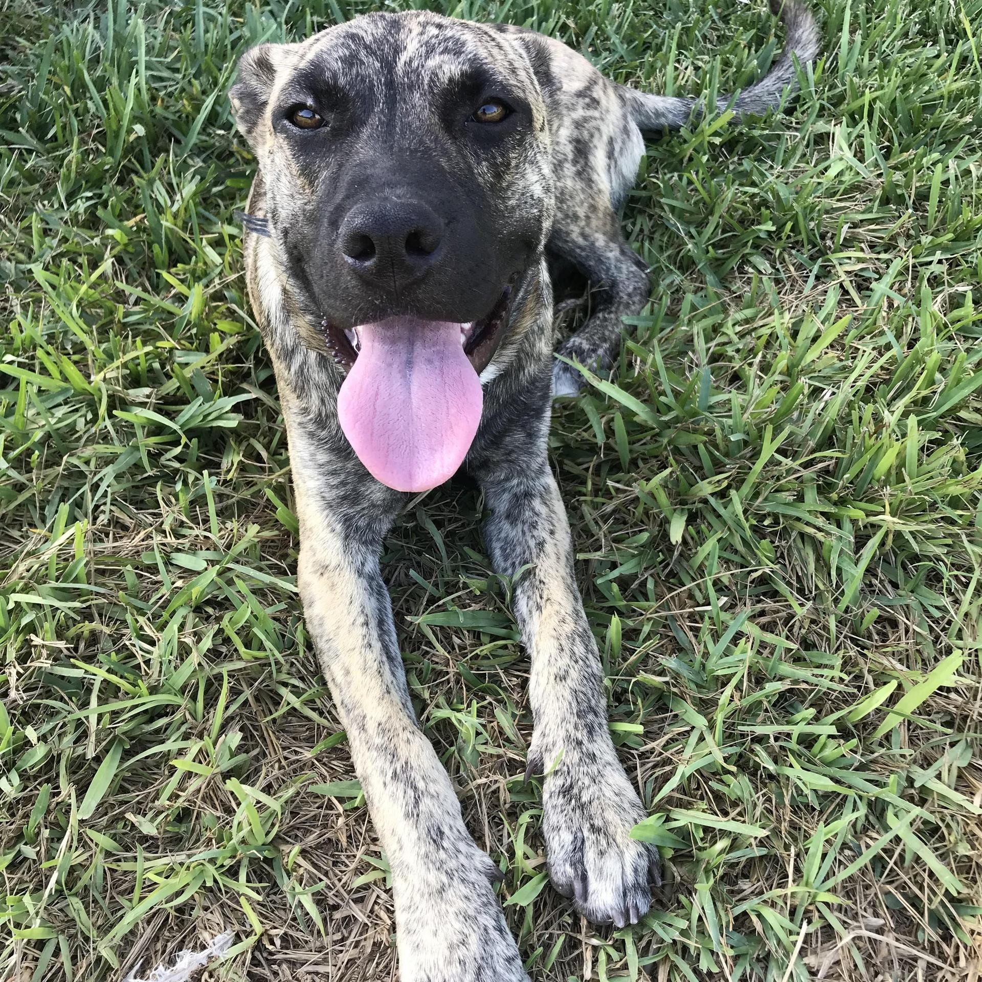 A young medium-sized male Mountain Cur dog named Ben for adoption in Harlingen, TX