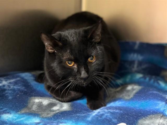 A young small-sized male Domestic Short Hair cat named Mousse for adoption in Rancho Cucamonga, CA