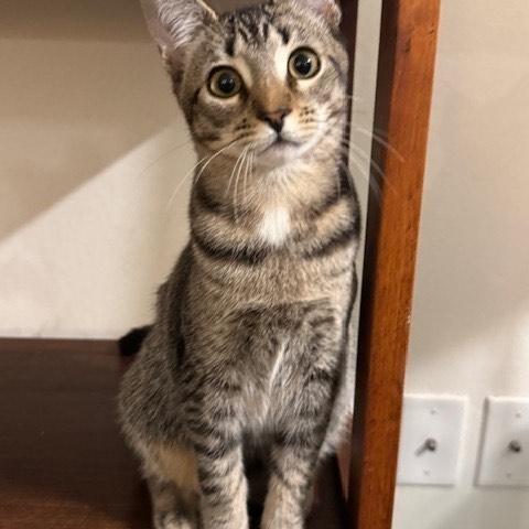 Juniper Mo “as Introverted