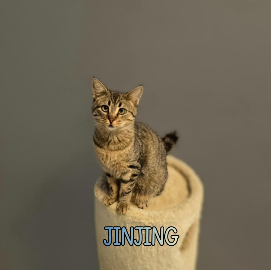 Jinjing
