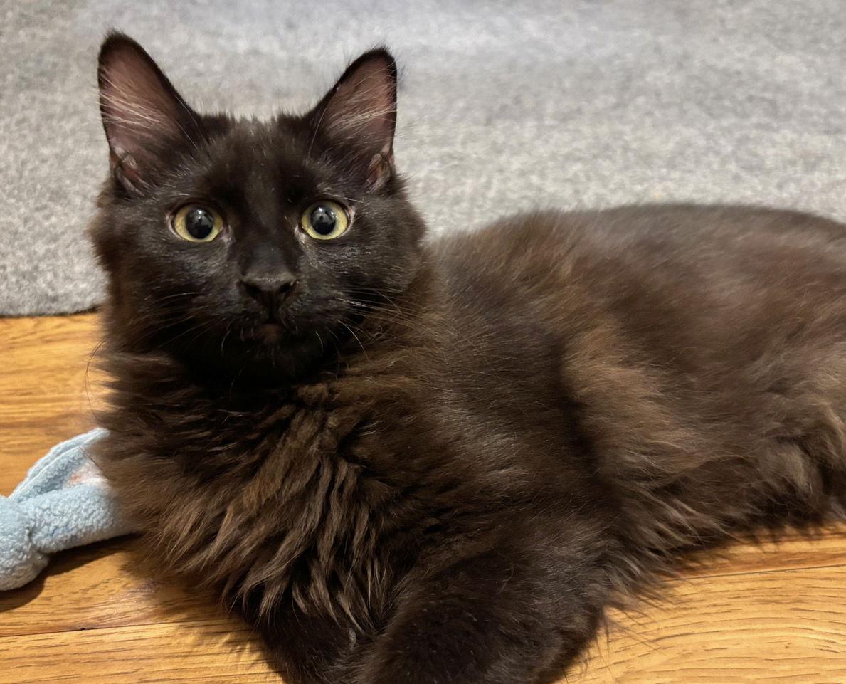 A young small-sized male Black Domestic Long Hair cat named Hoyt C for adoption in minneapolis, MN