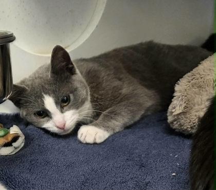 A baby medium-sized female Domestic Short Hair cat named Koi for adoption in Atlanta, GA