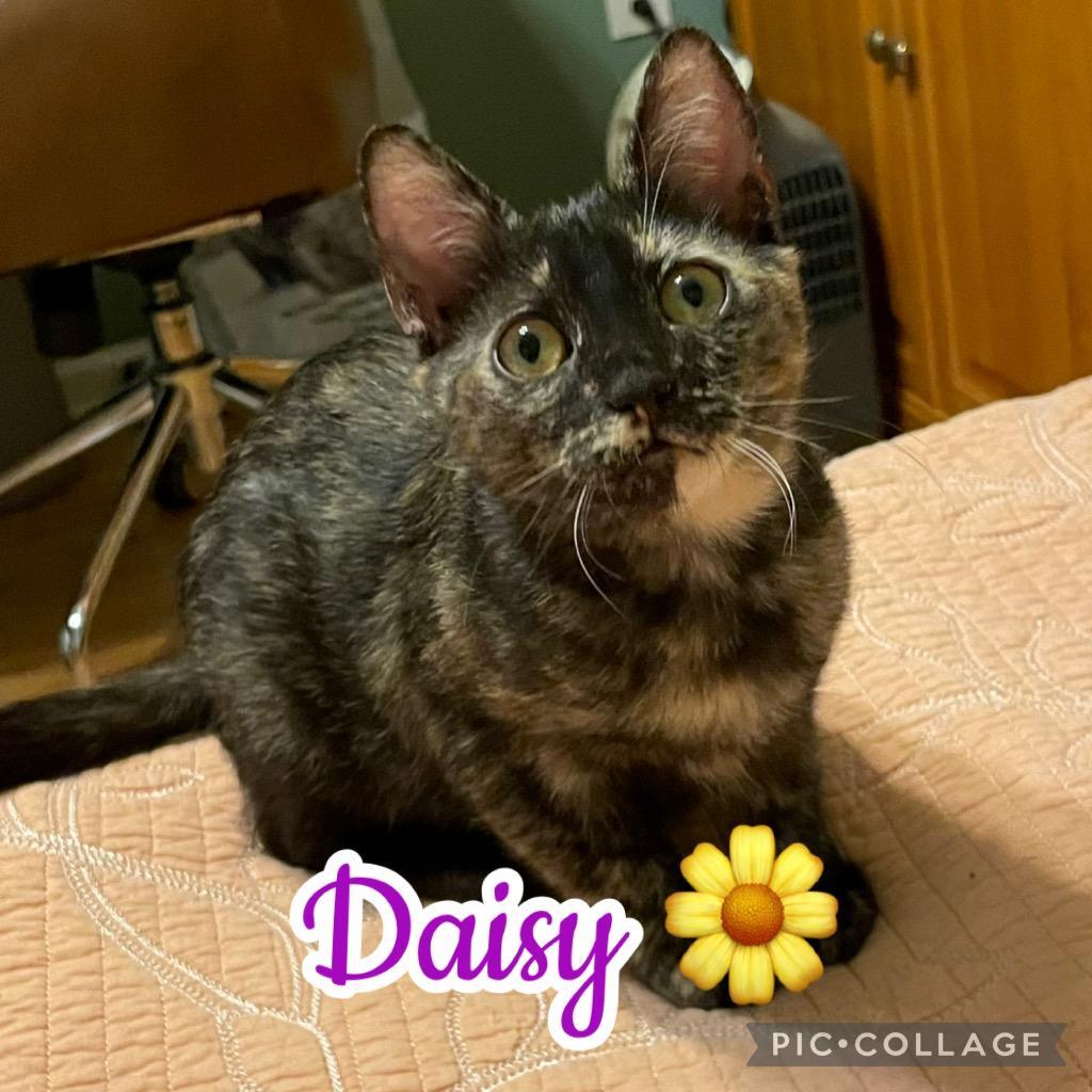 Daisy