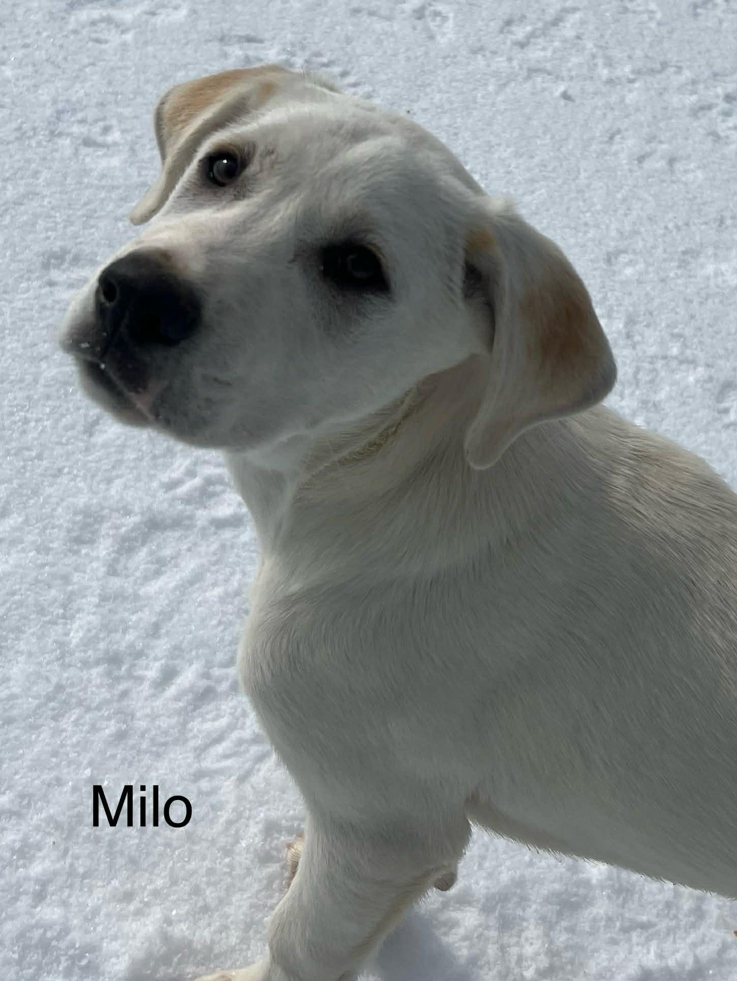 Milo