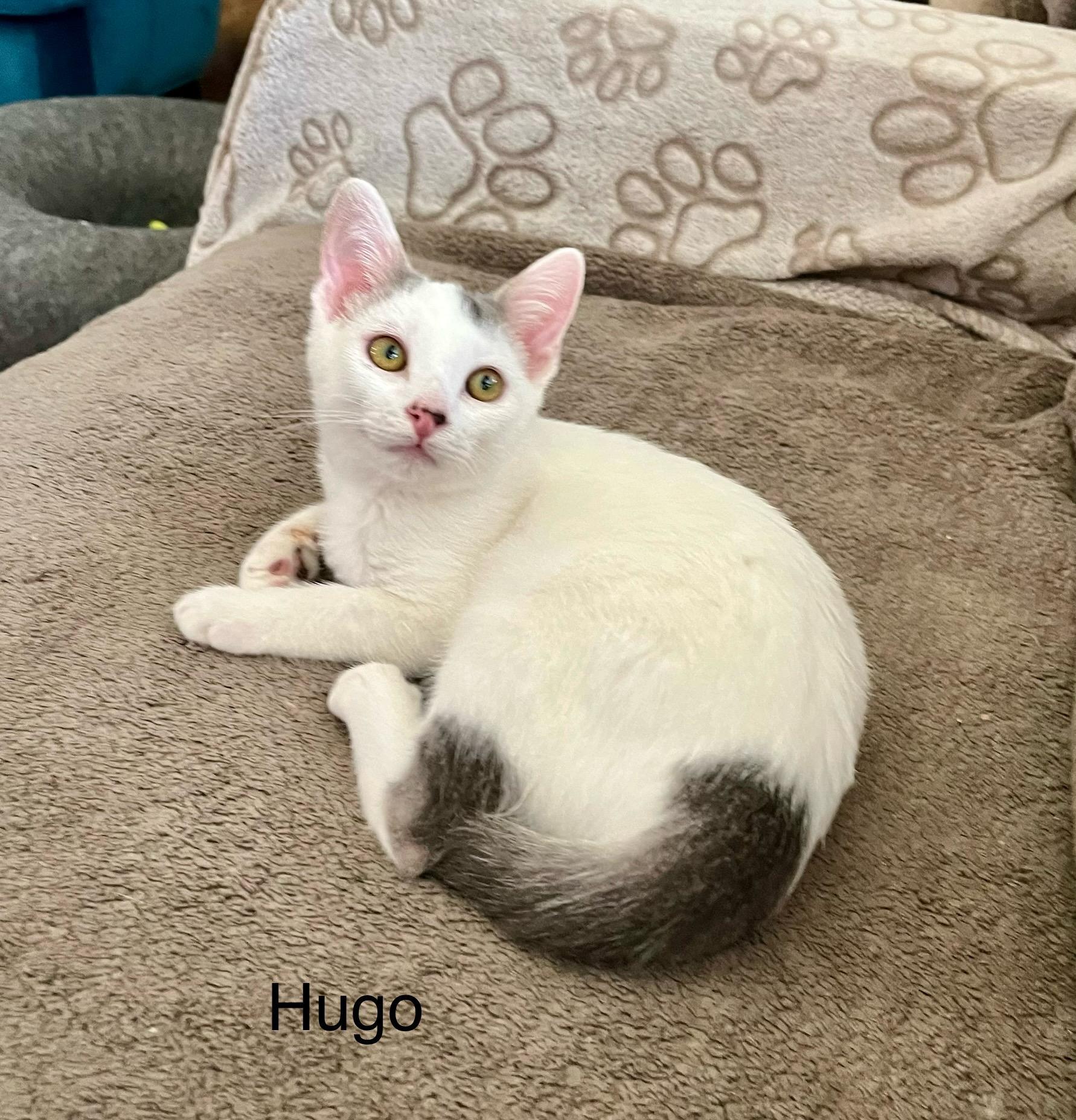 Hugo