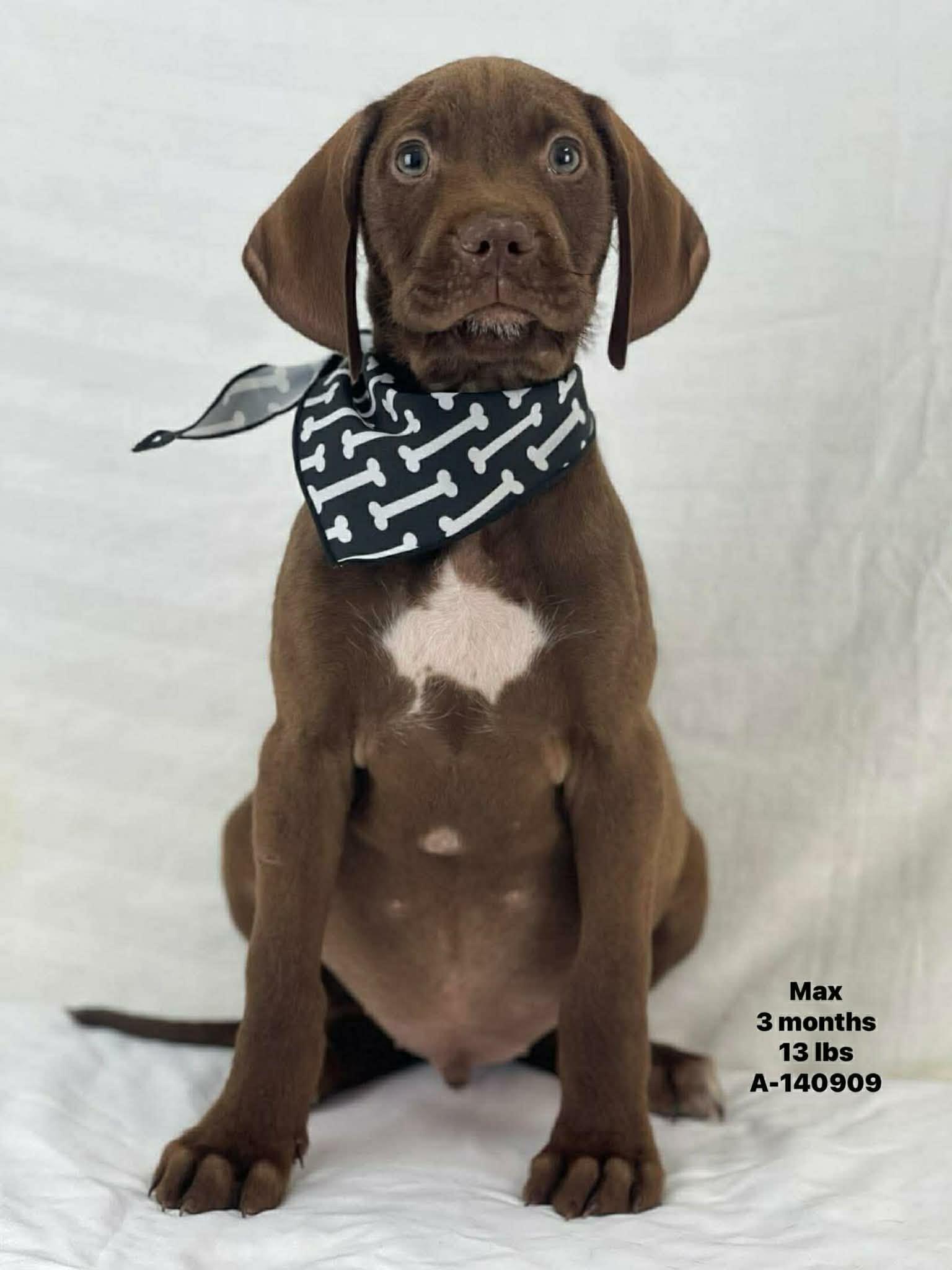 Max The Hound Puppy!