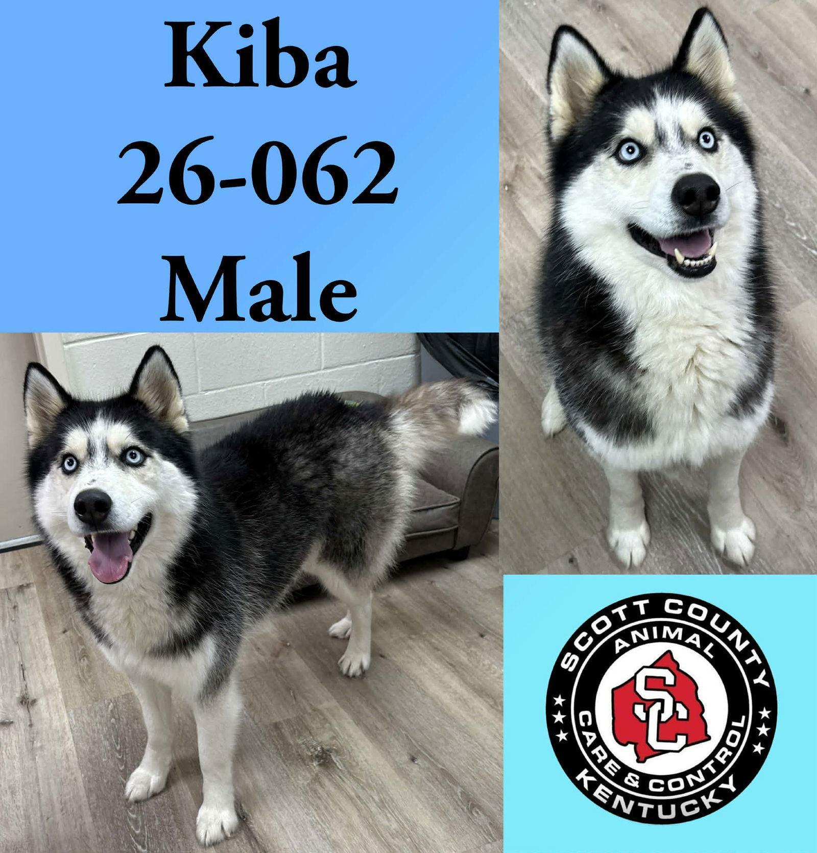 Kiba