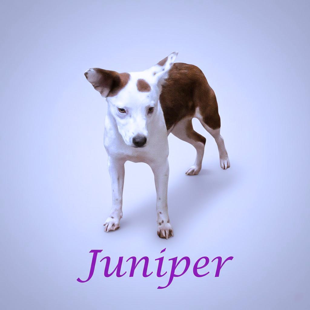 Juniper D