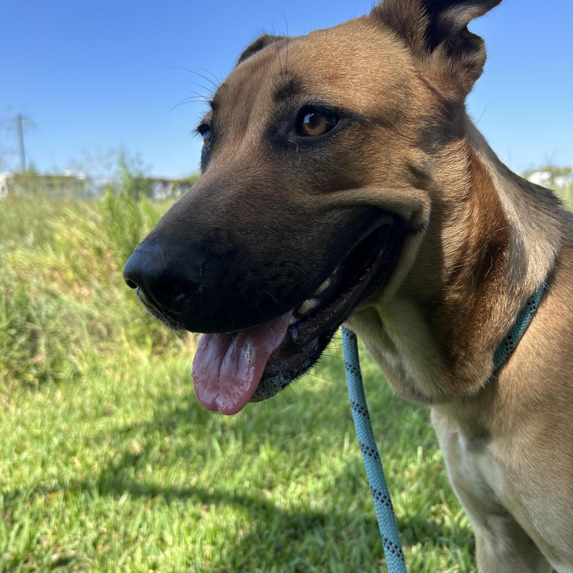 An adult medium-sized female Bicolor Black Mouth Cur dog named Peanut Butter for adoption in Pearland, TX