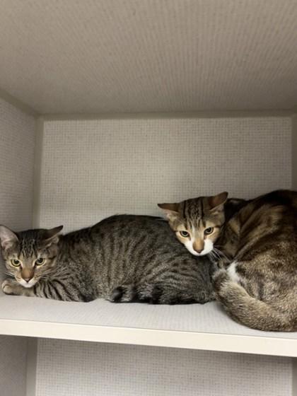 Mulliganjude Bonded Pair