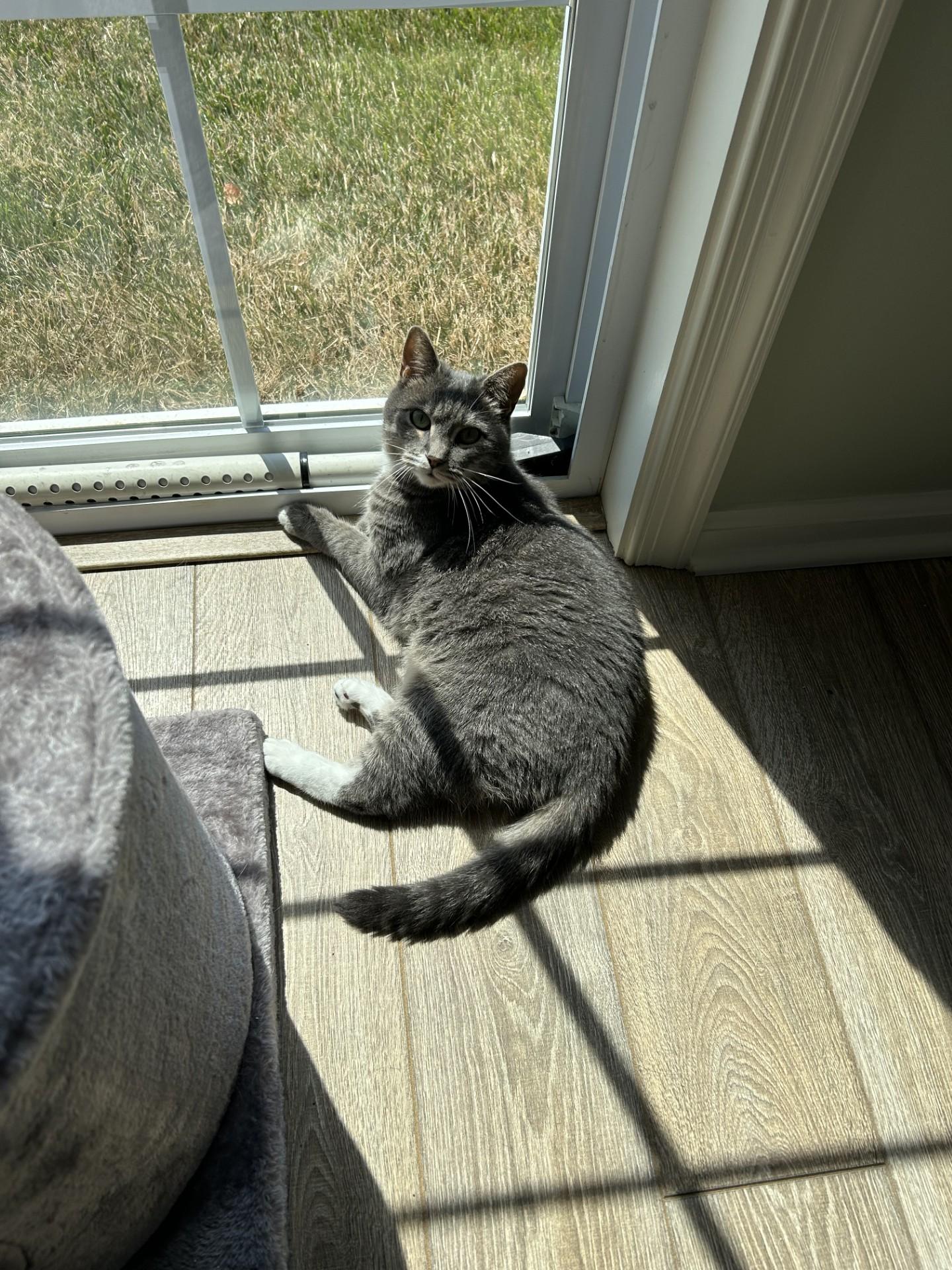 An adult medium-sized female Tabby (Gray / Blue / Silver) Domestic Short Hair cat named Maggie for adoption in Philadelphia, PA
