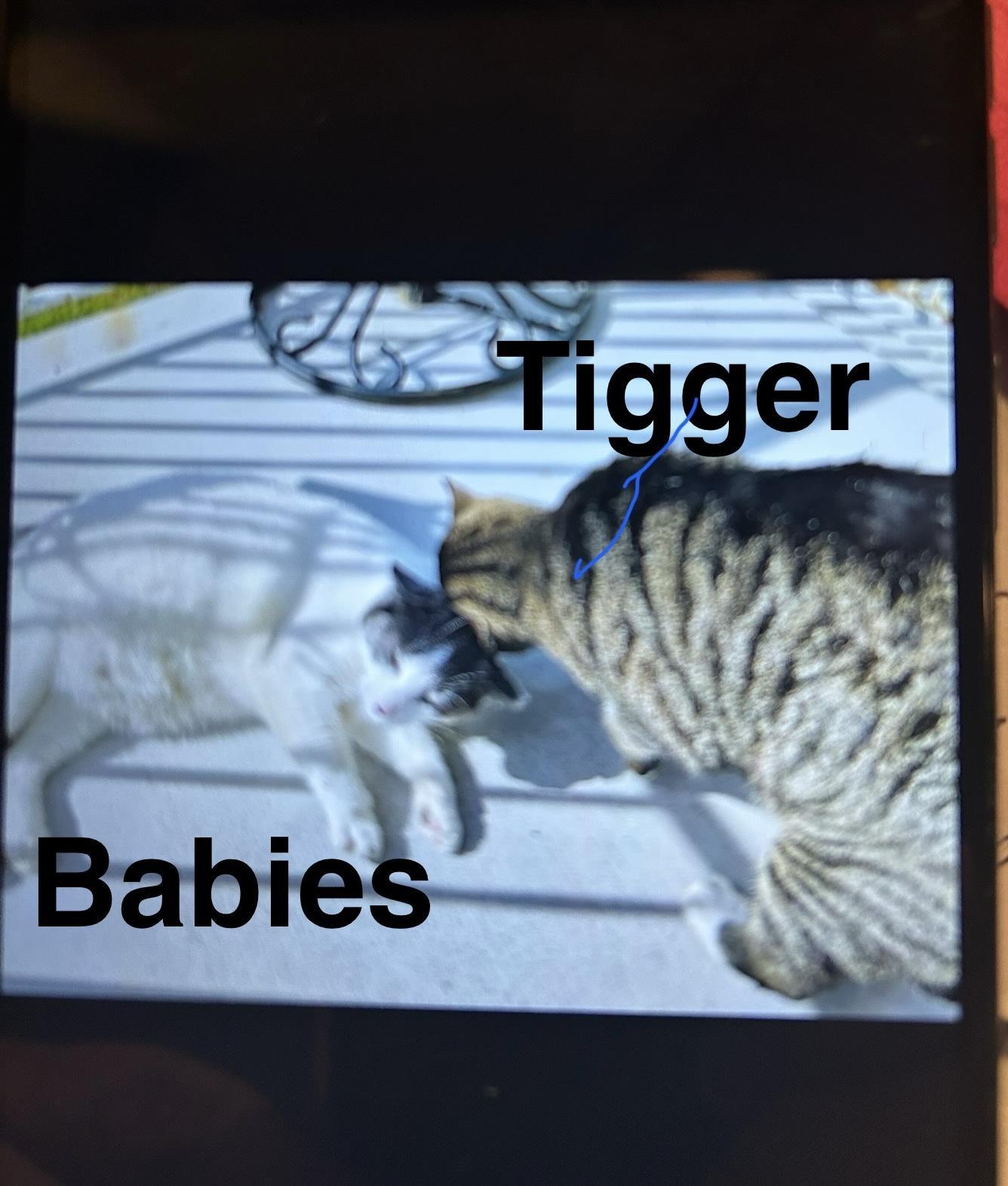 Tigger & Babies