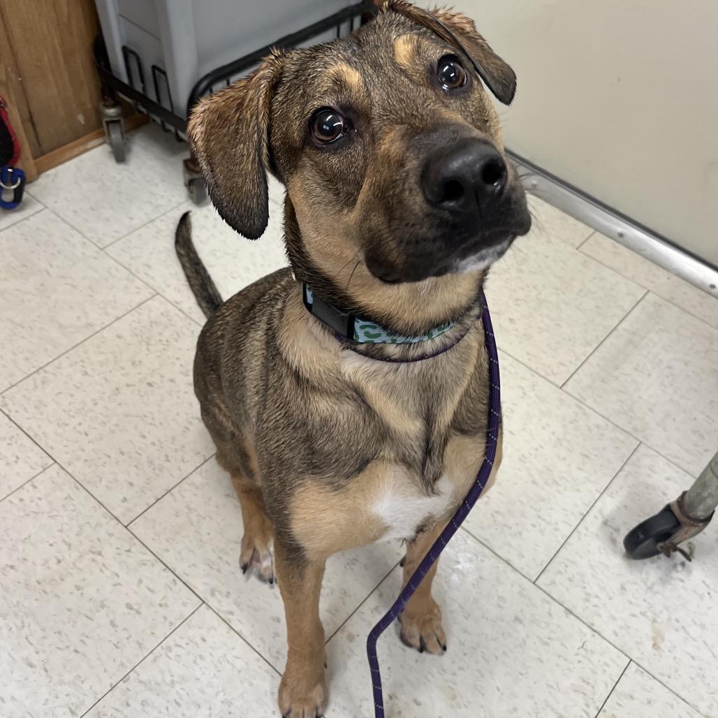 A young medium-sized female Brown / Chocolate Mixed Breed dog named Leni for adoption in Columbiana, AL