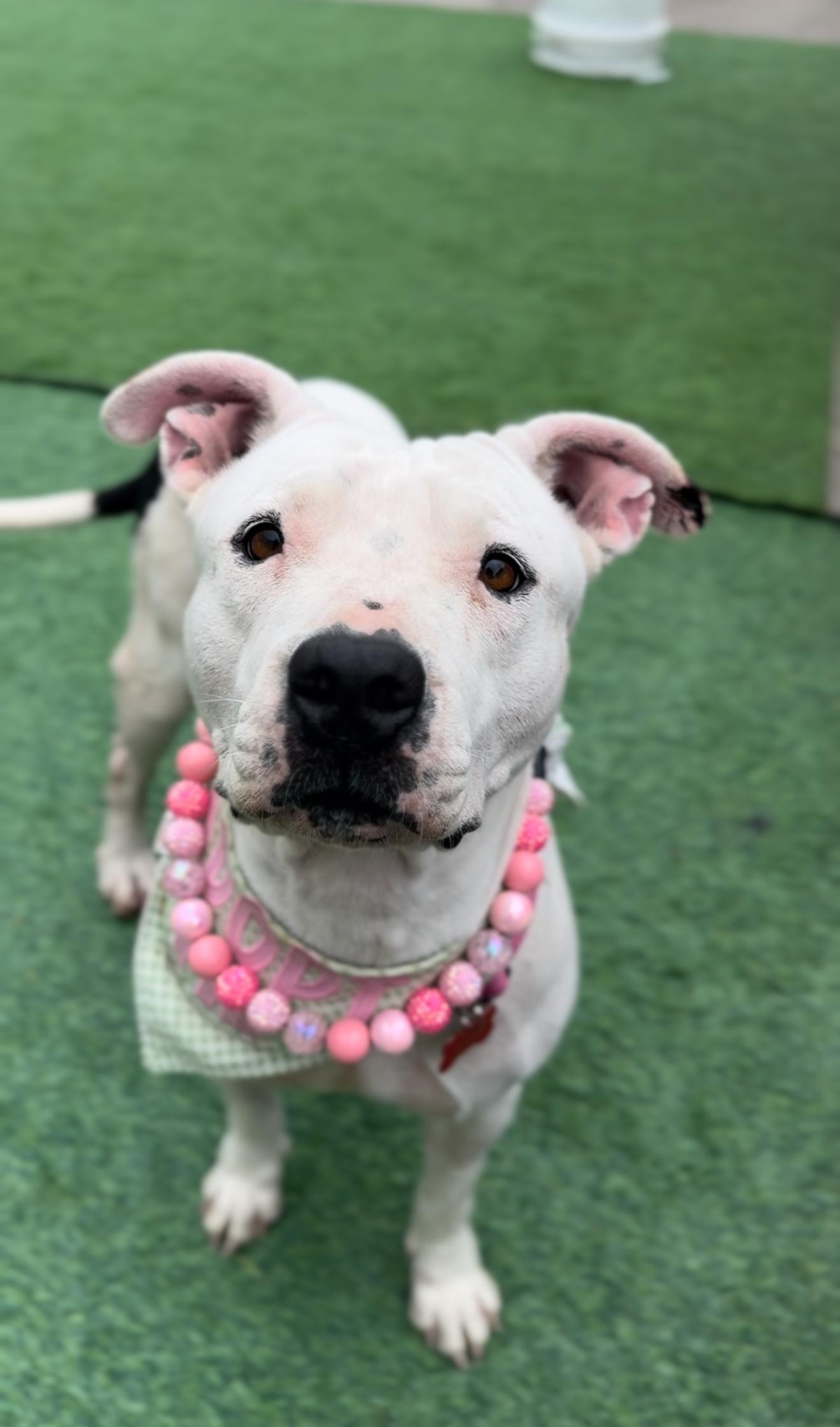 An adult medium-sized female White / Cream American Staffordshire Terrier dog named Snow White Sweetness for adoption in Houston, TX
