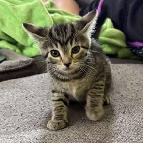 A young small-sized female Brown / Chocolate Domestic Short Hair cat named Tiger for adoption in Rochester, MN