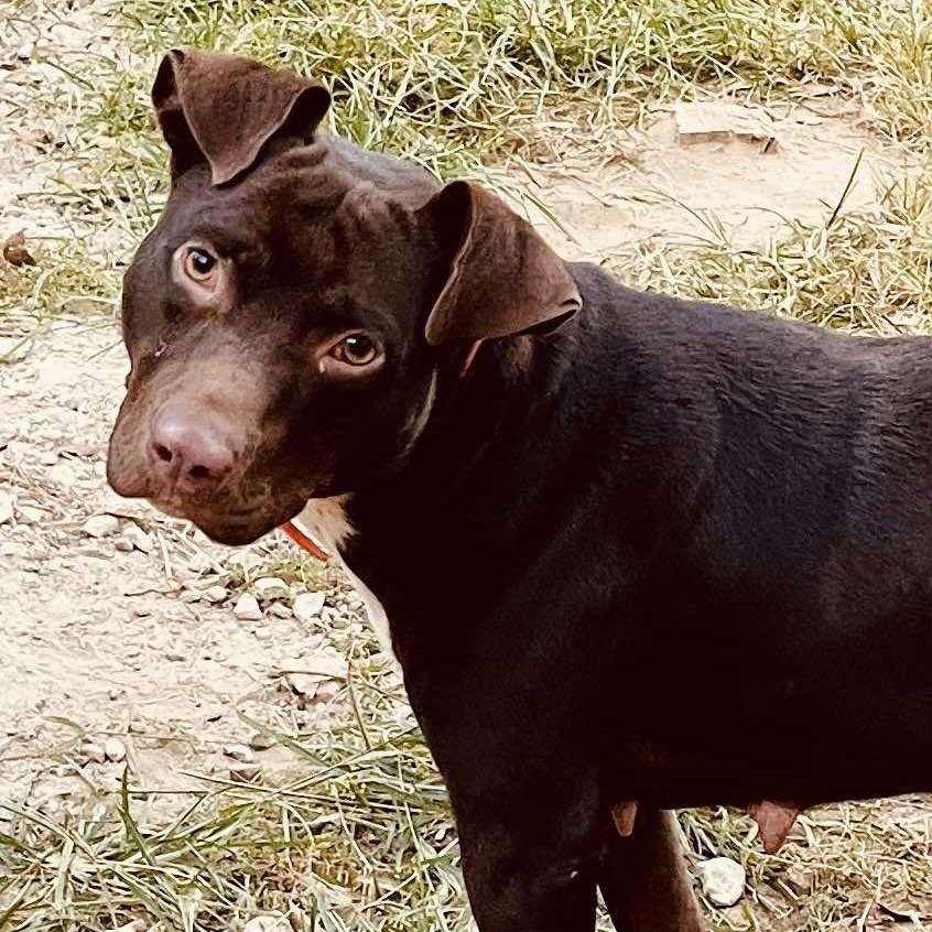 Brandy