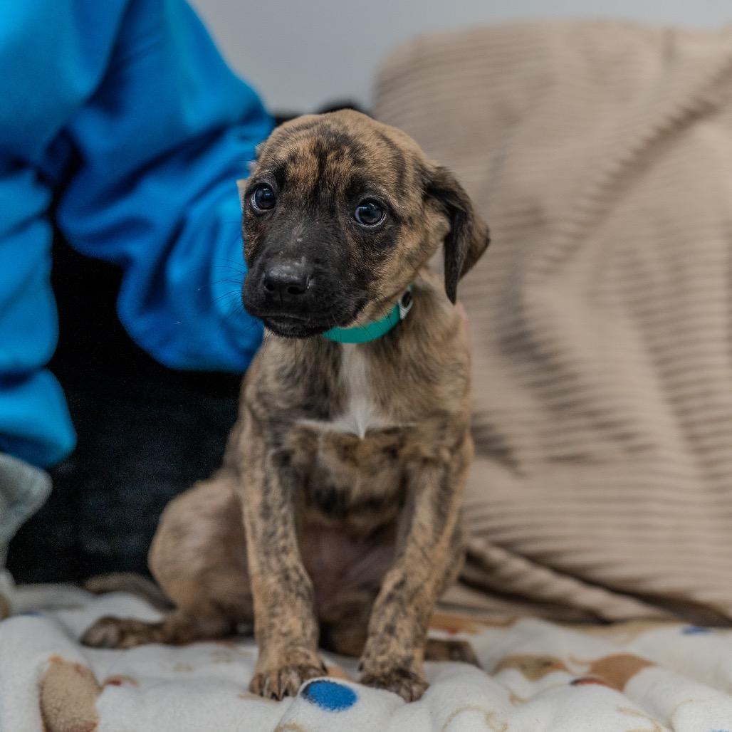 A baby medium-sized female Brindle Plott Hound dog named Bianca for adoption in Pawling, NY