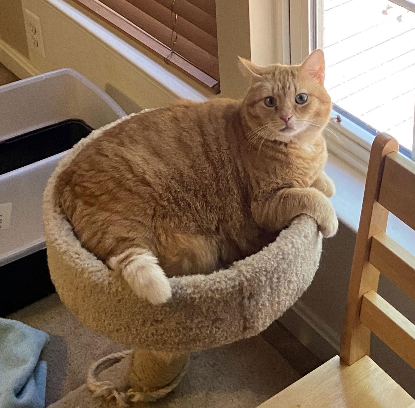 Coralinefee Sponsored