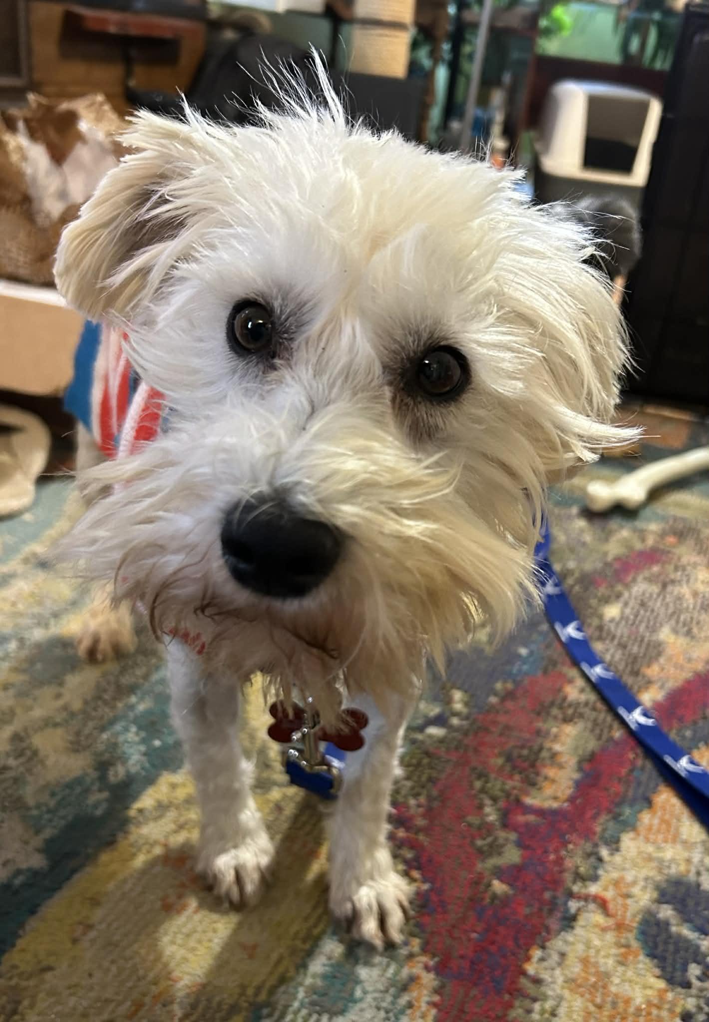 A young small-sized female White / Cream Schnoodle dog named Delilah for adoption in Union Grove, WI