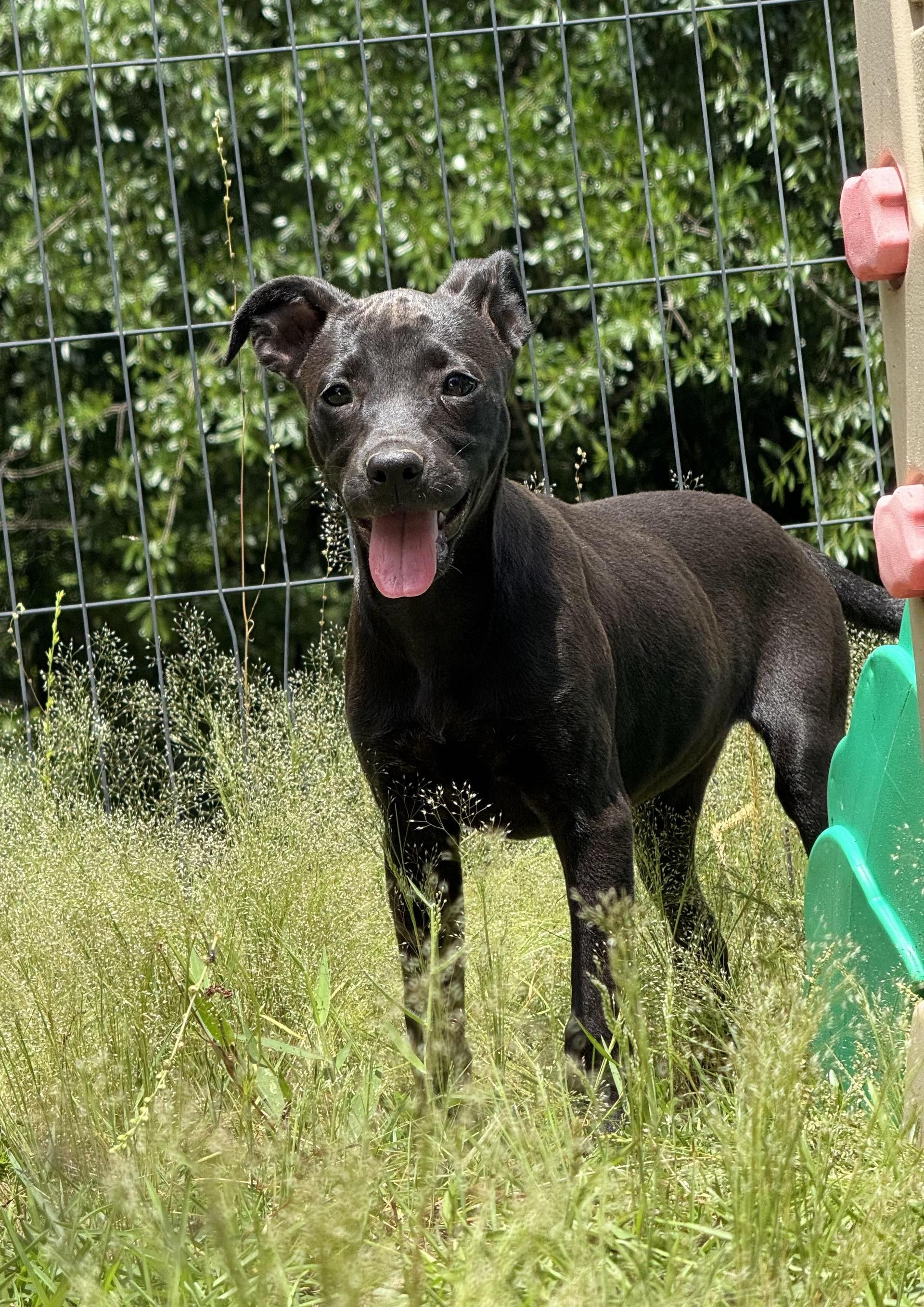 A young medium-sized female Pit Bull Terrier dog named Espresso for adoption in Fosters, AL