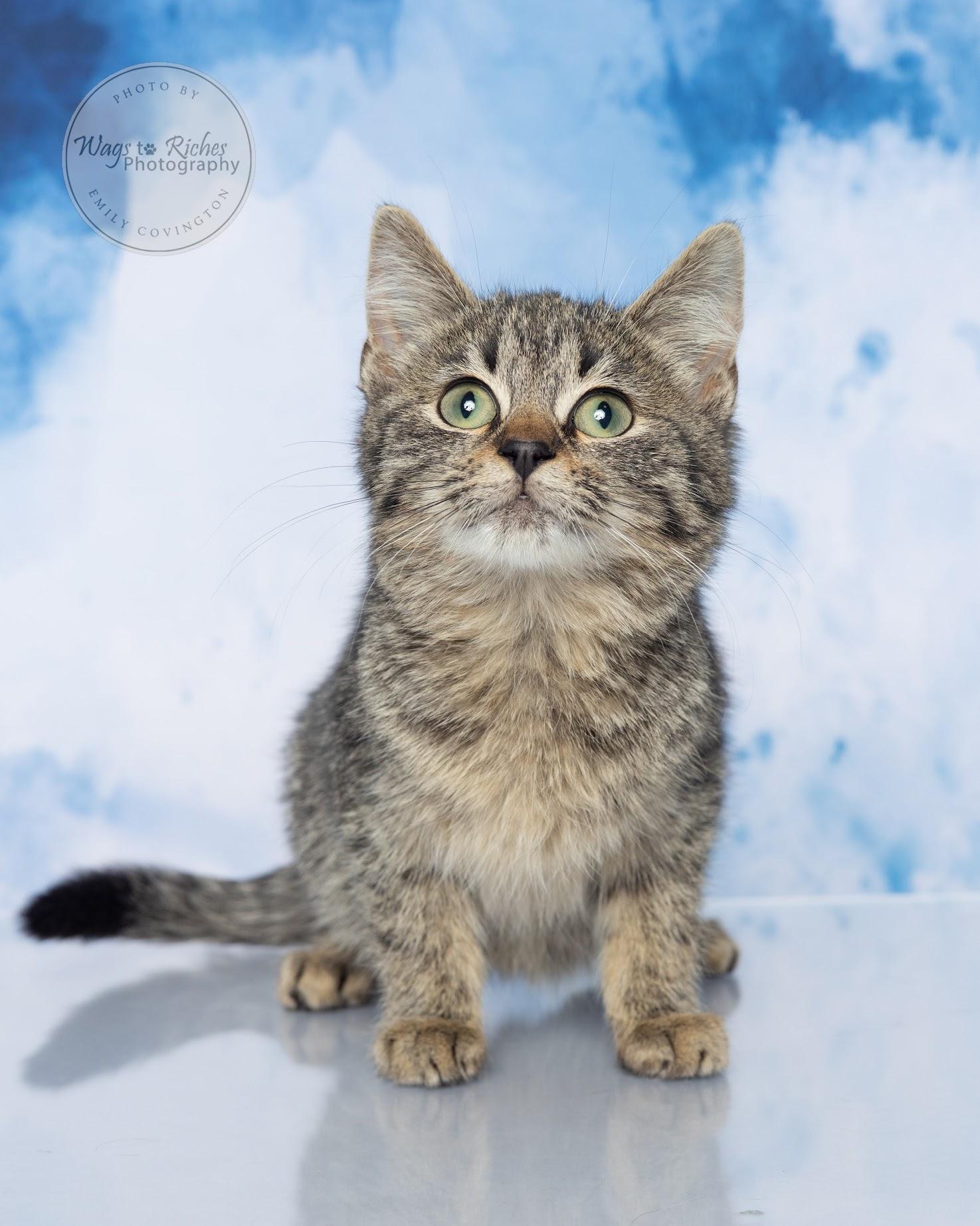 A baby medium-sized female Tabby (Gray / Blue / Silver) Maine Coon cat named Erika for adoption in Tuscaloosa, AL