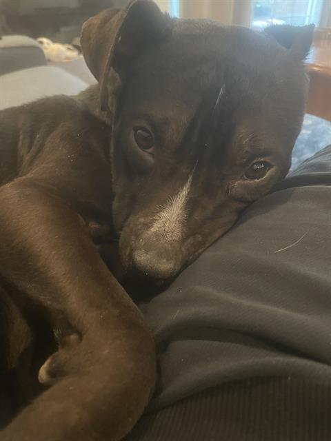 An adult medium-sized male Pit Bull Terrier dog named Rigby for adoption in Charlotte, NC