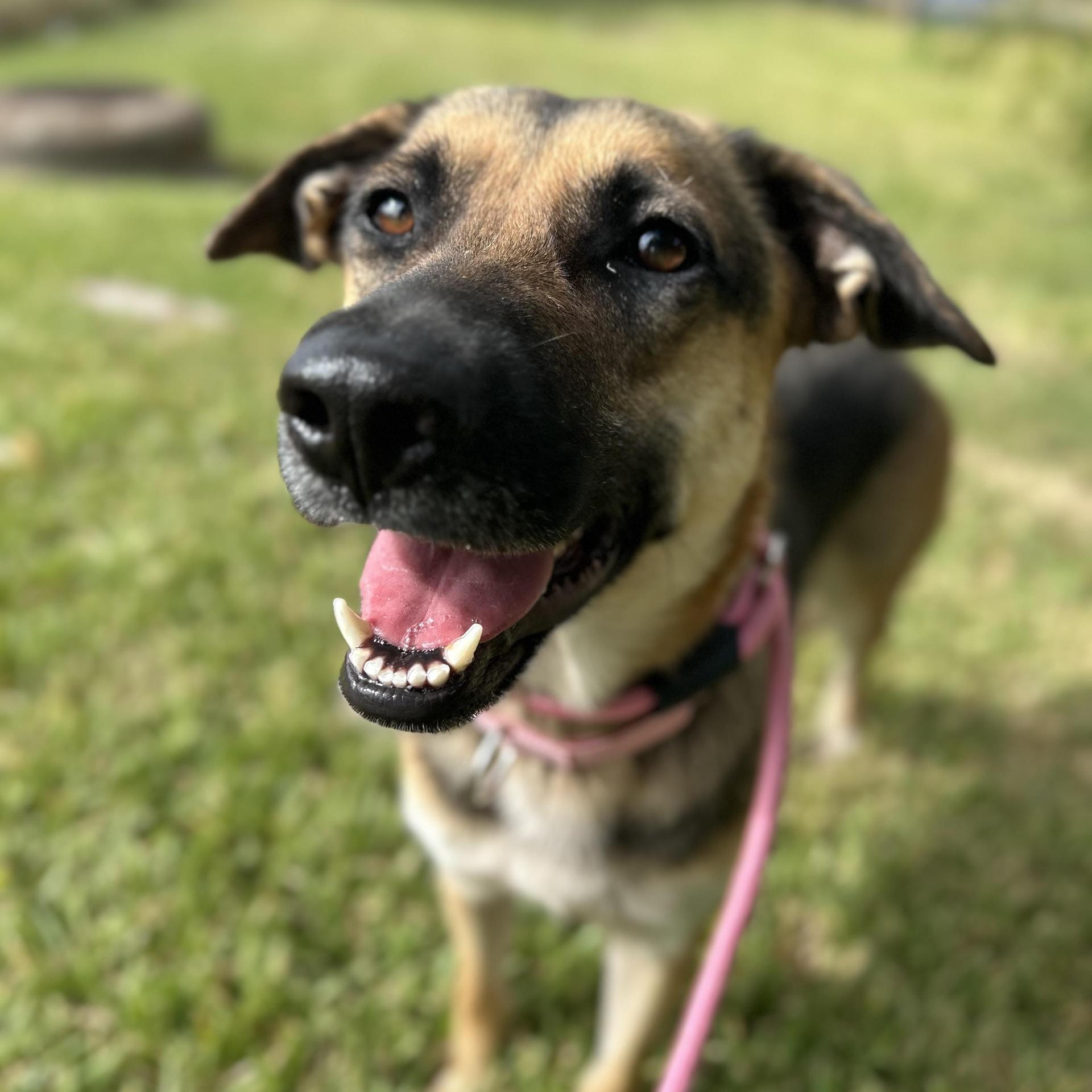 An adult medium-sized female Bicolor German Shepherd Dog dog named Amber for adoption in Pearland, TX