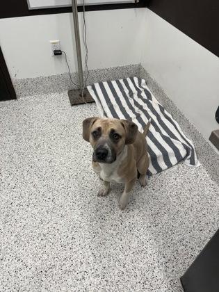 An adult large-sized male Mixed Breed dog named Beaver for adoption in Atlanta, GA