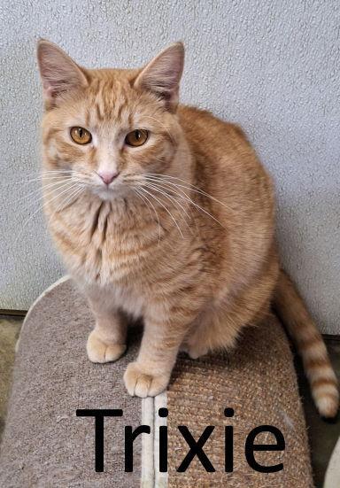 Trixie