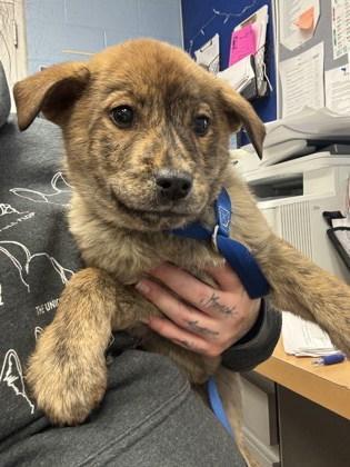 A baby small-sized female Mixed Breed dog named Cornstarch for adoption in Chamblee, GA