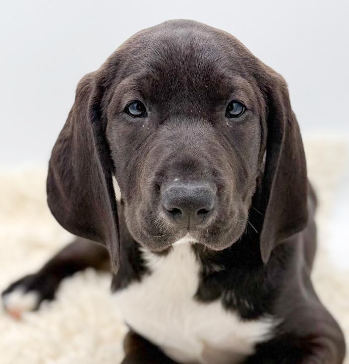 Pudding Is Puppy Preciousness!