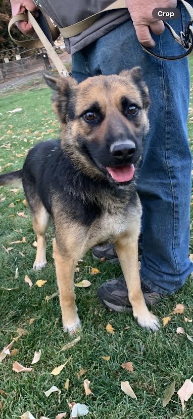 An adult medium-sized female Bicolor German Shepherd Dog dog named Cookie for adoption in Selah, WA