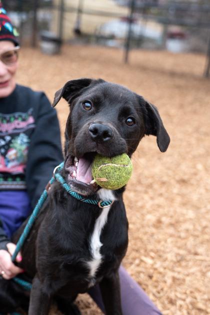 A young large-sized male Mixed Breed dog named Comet for adoption in Chamblee, GA