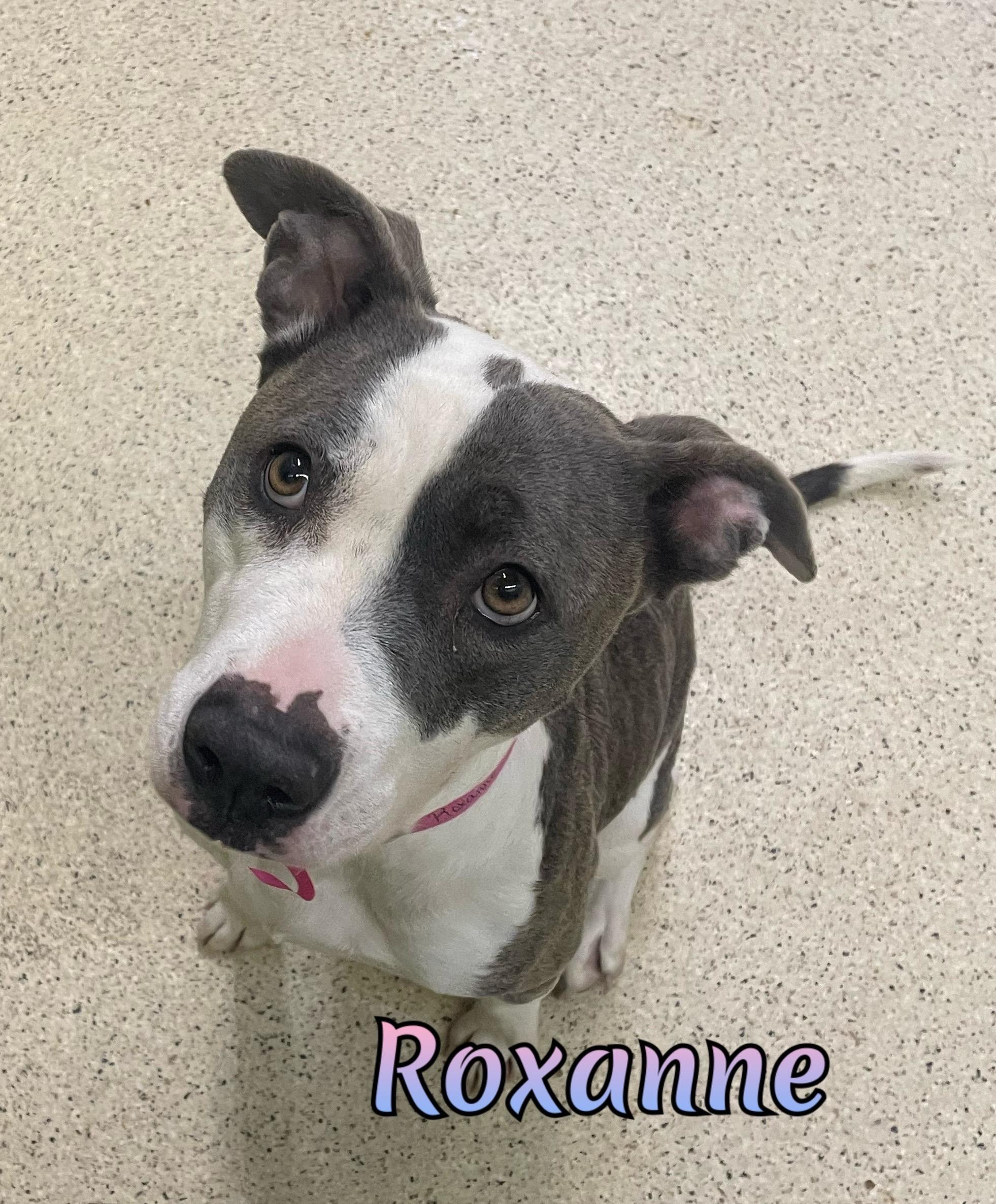 Roxanne